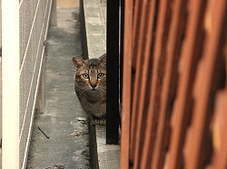 キジ猫