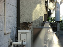 キジ猫