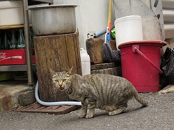 キジ猫