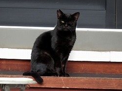黒猫