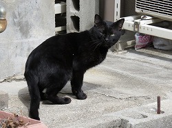 黒猫