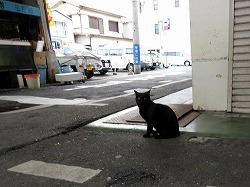 黒猫