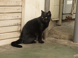 黒猫