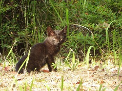 黒猫