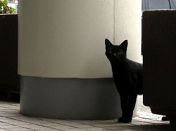 黒猫