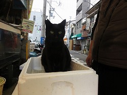 黒猫