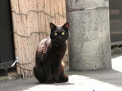 黒猫