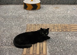 黒猫