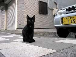 黒猫