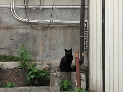 黒猫