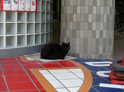 黒猫