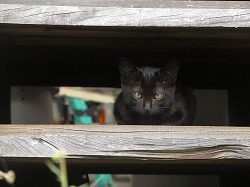 黒猫