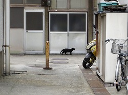 黒猫