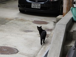 黒猫