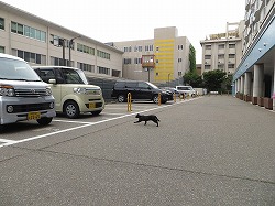 黒猫