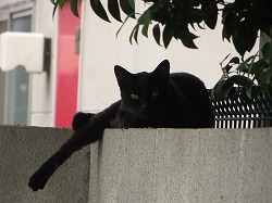 黒猫