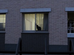 黒猫