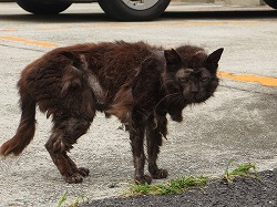 黒猫