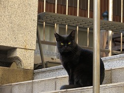 黒猫