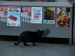 黒猫