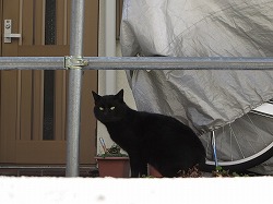 黒猫