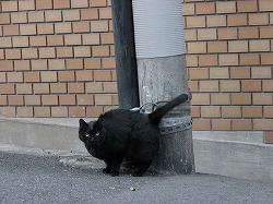 黒猫