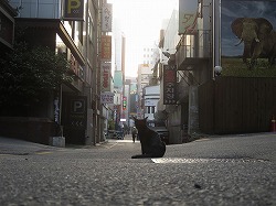 黒猫