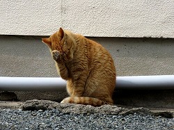 茶猫