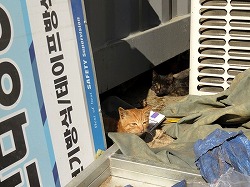 茶猫