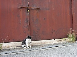 黒ブチ