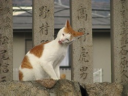 茶ブチ猫