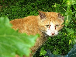 茶ブチ猫