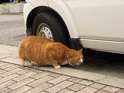 茶ブチ猫