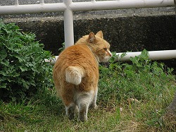 茶ブチ猫