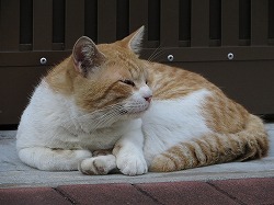 茶ブチ猫