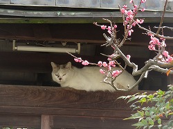 茶ブチ猫