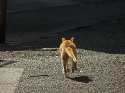 茶ブチ猫