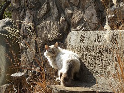 茶ブチ猫