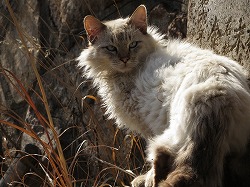 茶ブチ猫