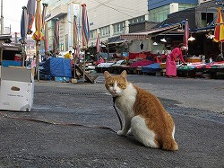 茶ブチ猫