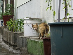 茶ブチ猫