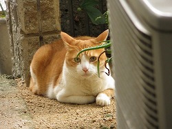 茶ブチ猫