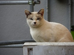 茶ブチ猫