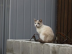 茶ブチ猫