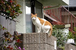 茶ブチ猫