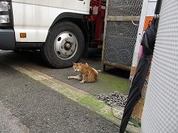 茶ブチ猫