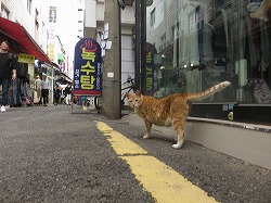 茶ブチ猫