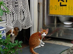 茶ブチ猫