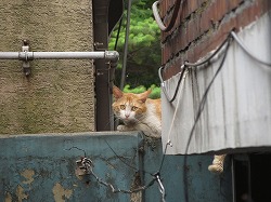 茶ブチ猫