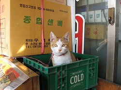 茶ブチ猫